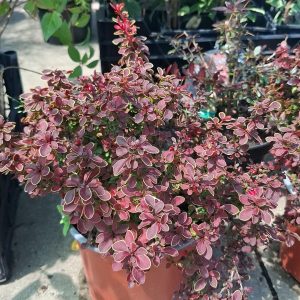 Berberis Admiration
