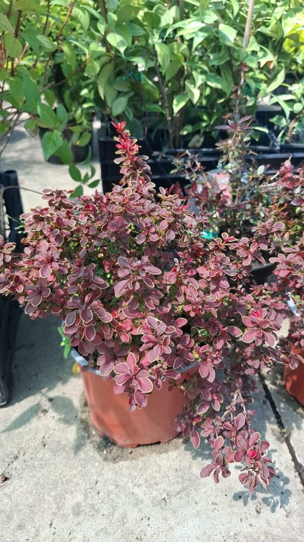 Berberis Admiration