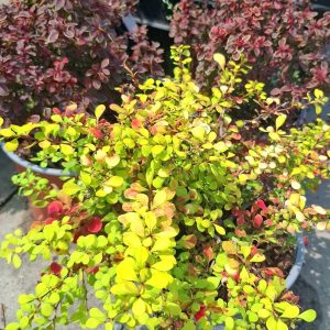Berberis admiration