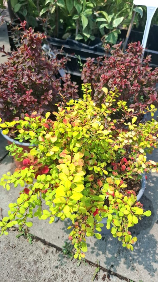 Berberis admiration