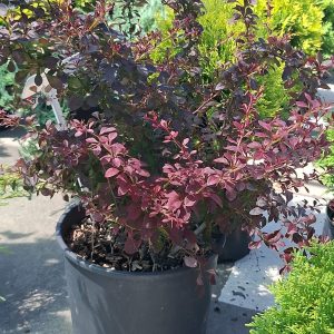 Berberis thunbergii Atropurpurea Dracilă mov
