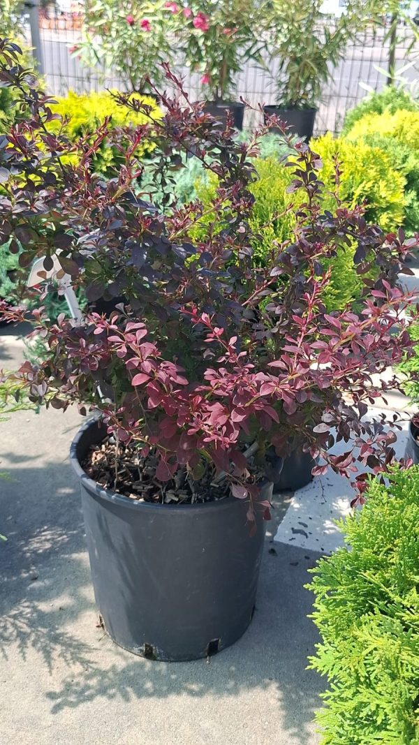 Berberis thunbergii Atropurpurea Dracilă mov