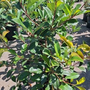 Photinia Red Robin