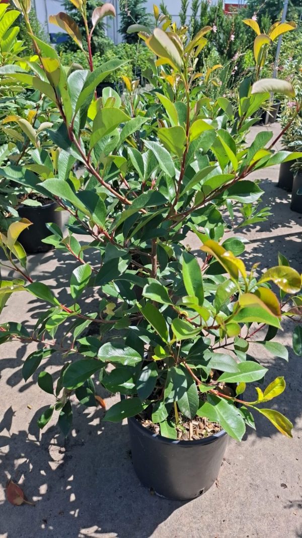 Photinia Red Robin