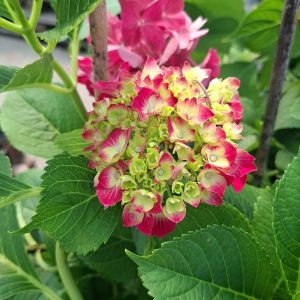 Hortensie Macrophylla Hi Yornado