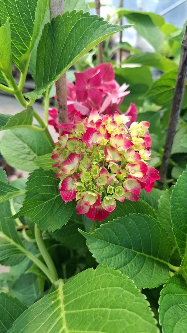 Hortensie Macrophylla Hi Yornado