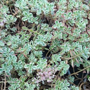 Sedum pink