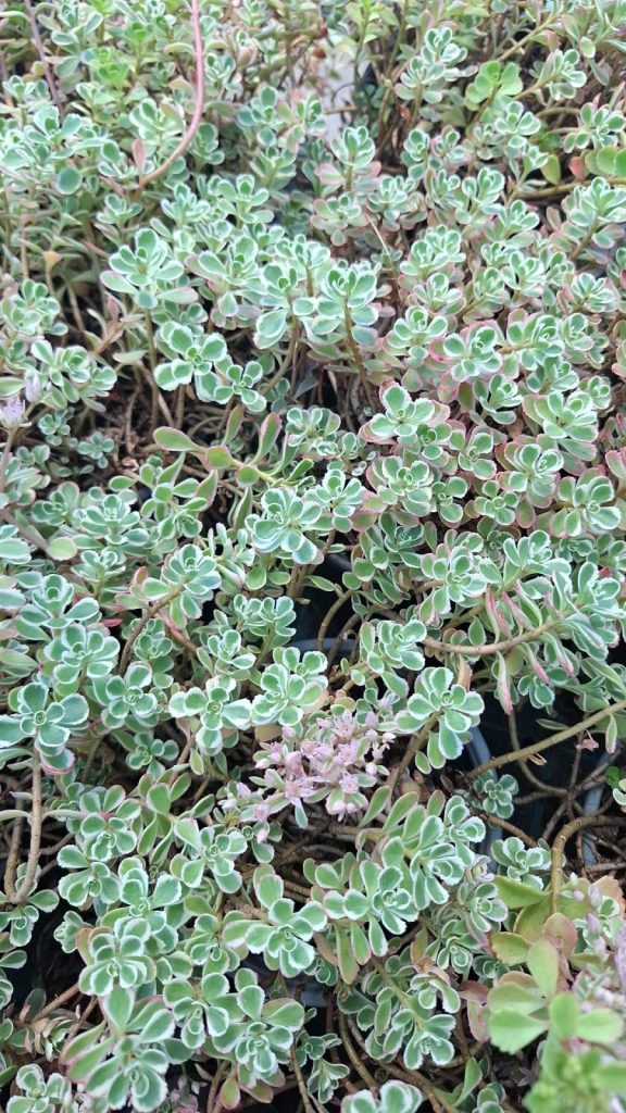 Sedum pink