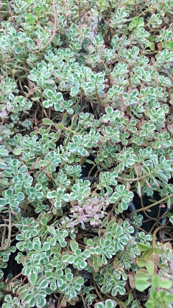 Sedum pink