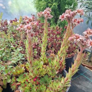 Sedum rozeta