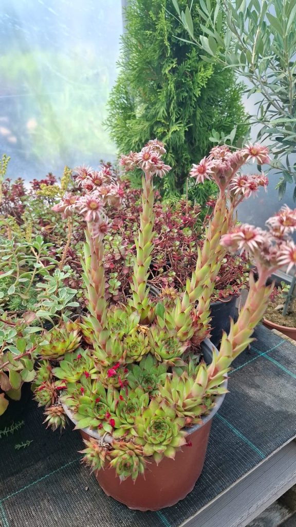 Sedum rozeta