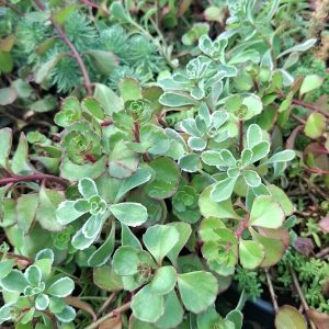 Sedum MIX
