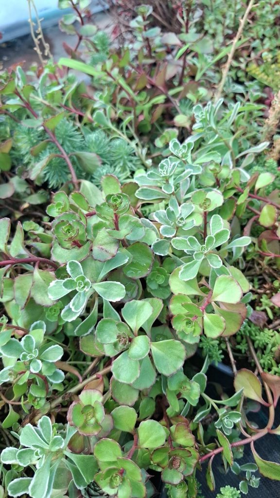 Sedum MIX