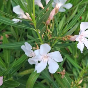 Leandru Light pink