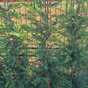 Cupressus Leylandii