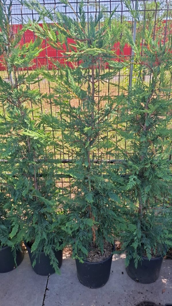Cupressus Leylandii