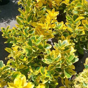 Euonymus japonicus 'Aureomarginatus' (salba japoneză) evergreen