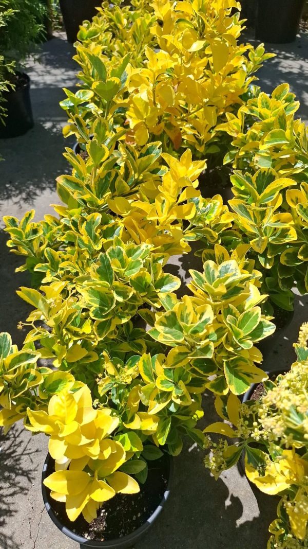 Euonymus japonicus 'Aureomarginatus' (salba japoneză) evergreen