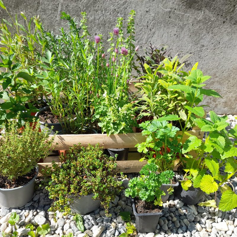 plante-aromatice plante aromatice diverse, in ghivece si lazi pe pietris
