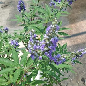 Vitex