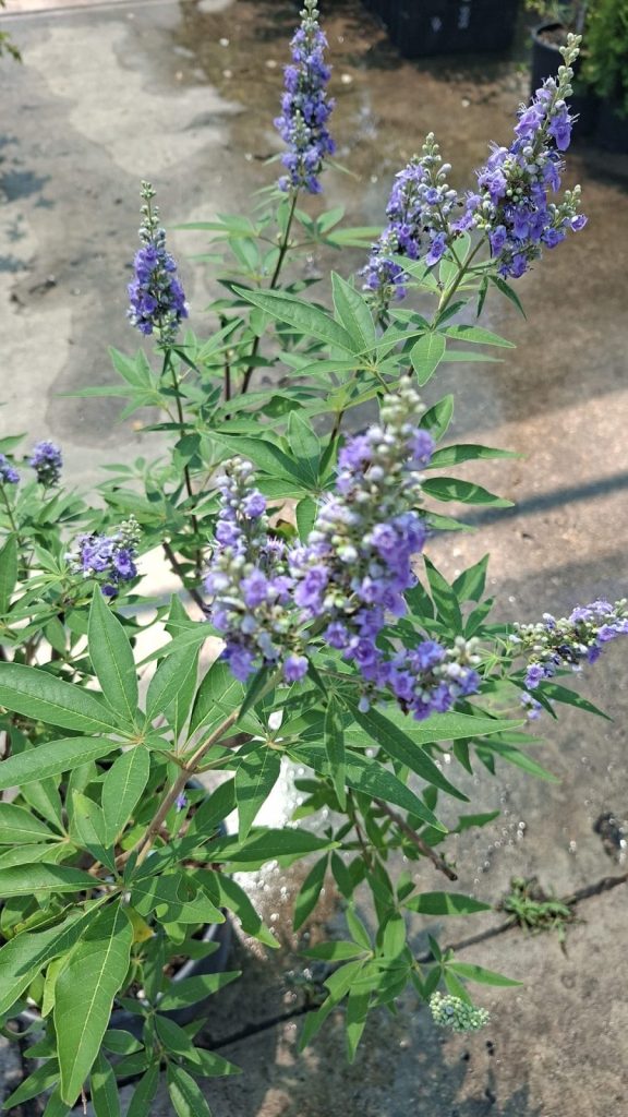 Vitex