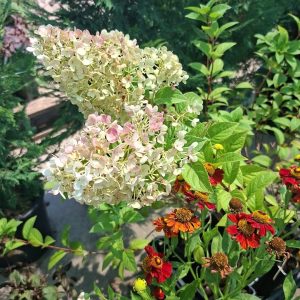 Hortensie Paniculata