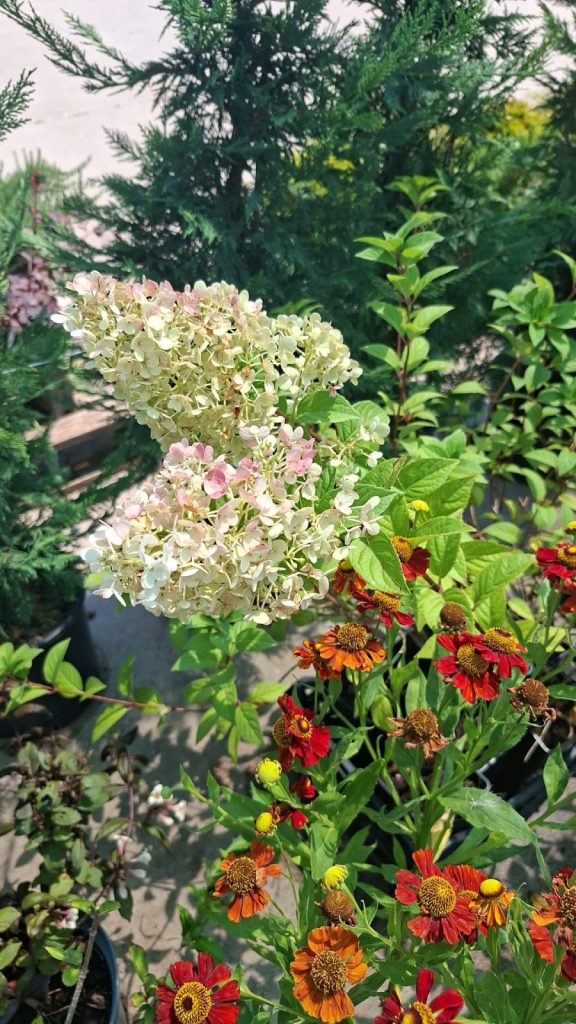 Hortensie Paniculata