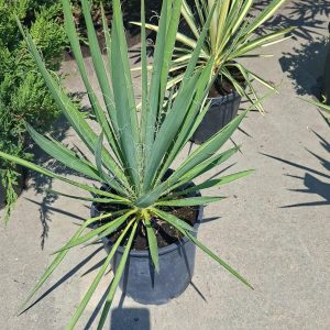 Yucca Filamentosa