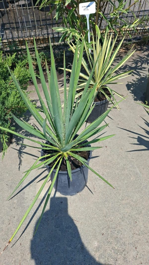 Yucca Filamentosa