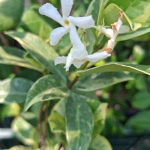 Trachelospermum jasminoides bicolora