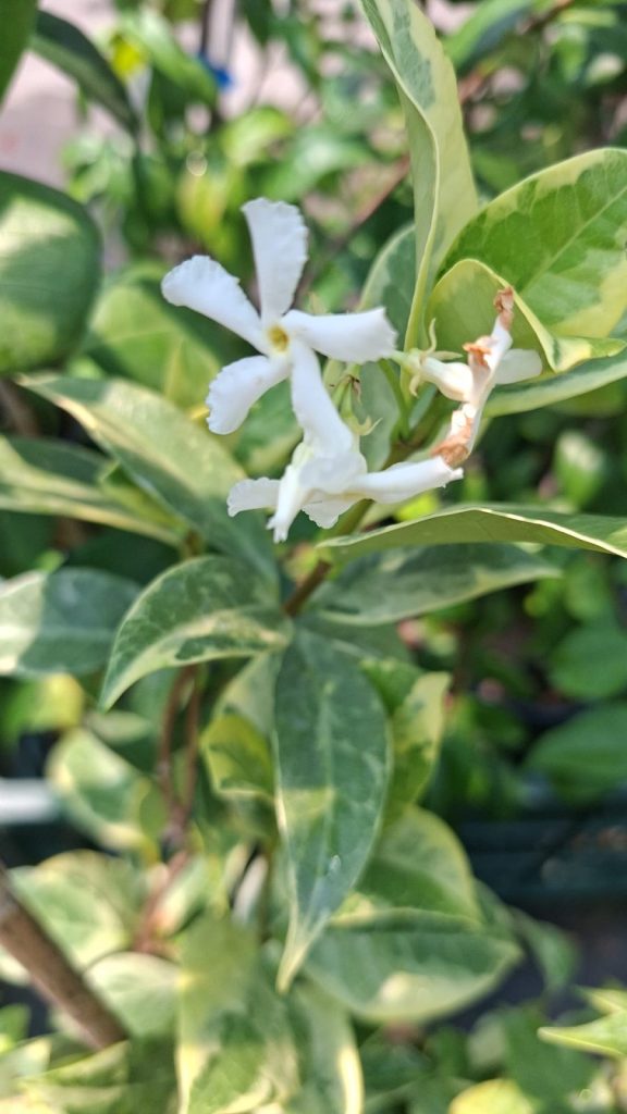 Trachelospermum jasminoides bicolora