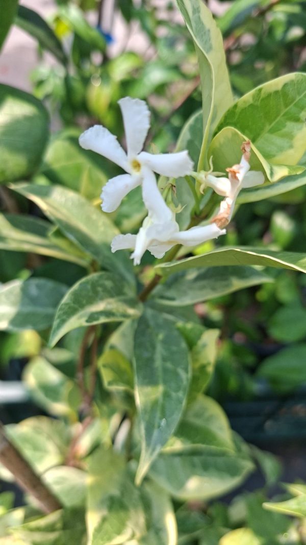 Trachelospermum jasminoides bicolora