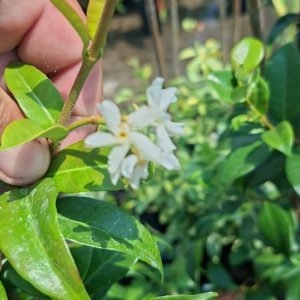 Trachelospermum jasminoides