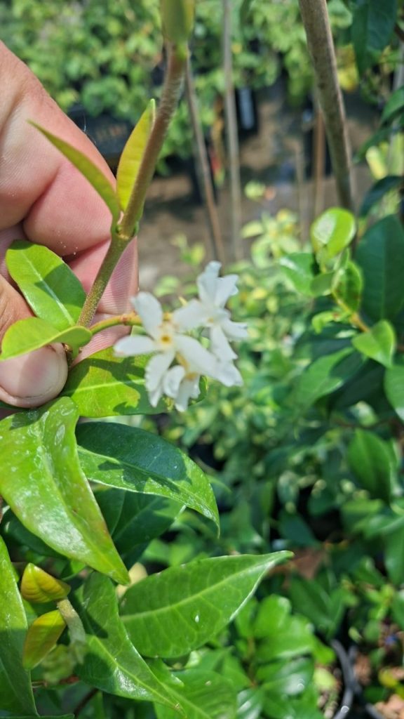Trachelospermum jasminoides
