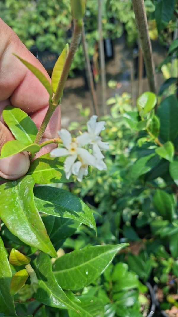 Trachelospermum jasminoides