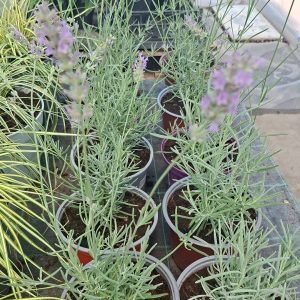 Lavandă Angustifolia