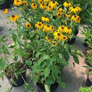 Rudbekia Fulgida Goldstrum