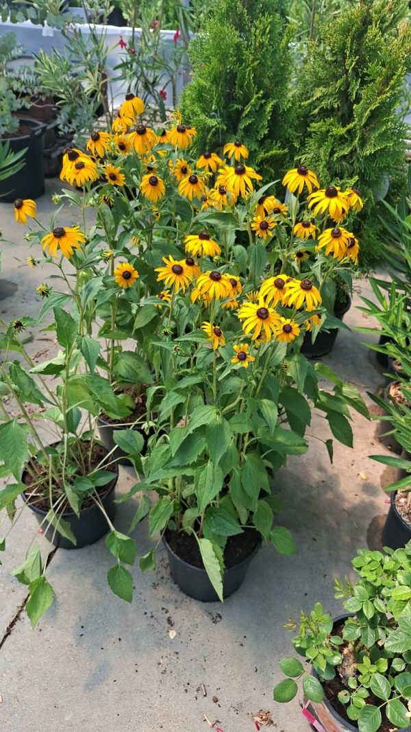 Rudbekia black eye susan Rudbekia Fulgida Goldstrum