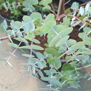 Eucalyptus cinerea Silver Dollar 2.50m