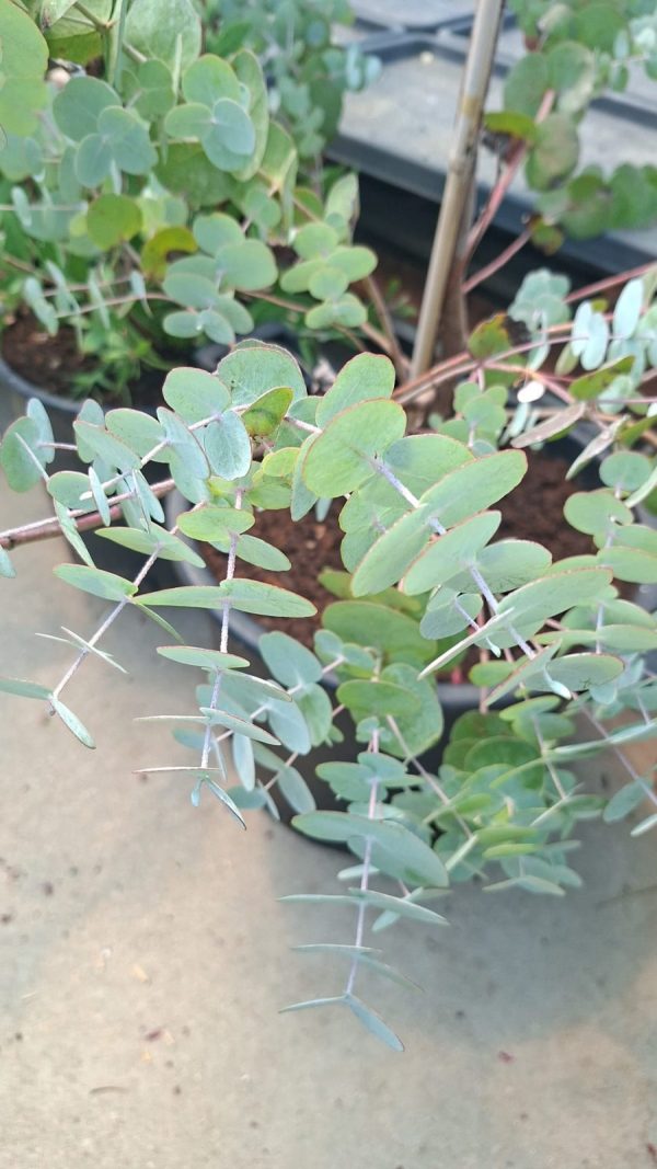 Eucalipt Eucalyptus cinerea Silver Dollar 2.50m