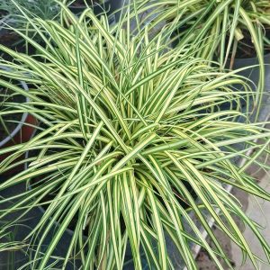 Carex Oshimensis Evergold