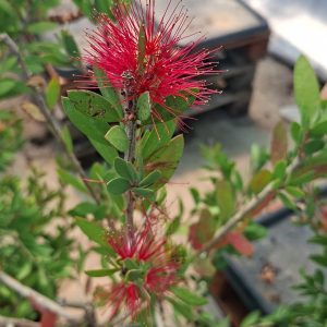 Callistemon bottlebrushes 1m