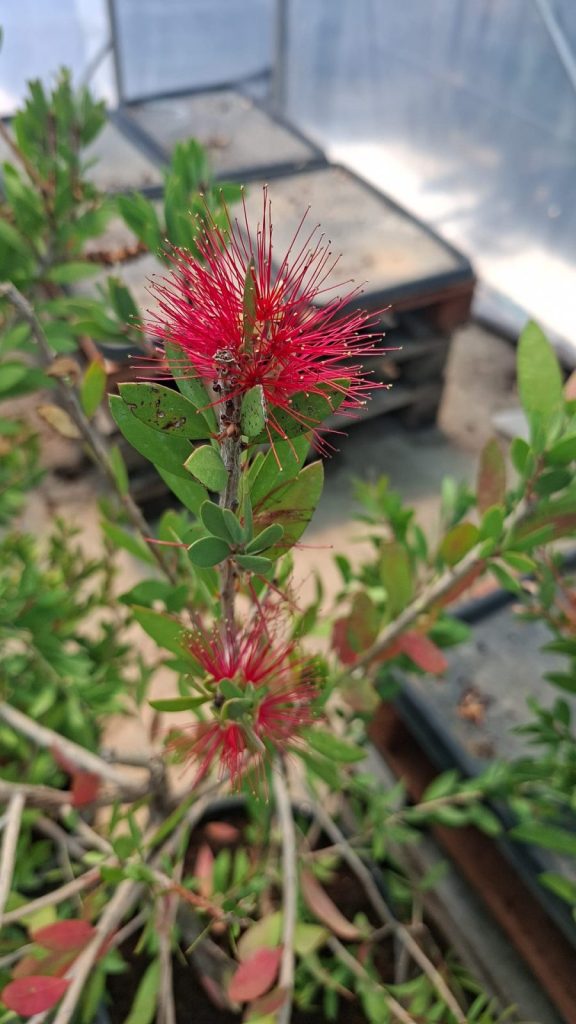 Callistemon bottlebrushes 1m