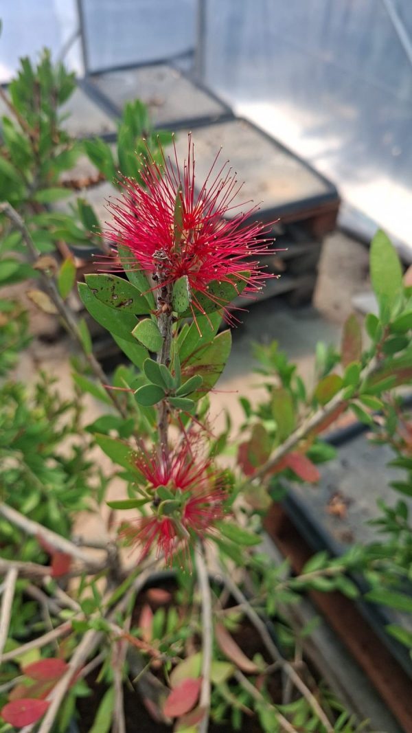 Callistemon bottlebrushes Callistemon bottlebrushes 1m