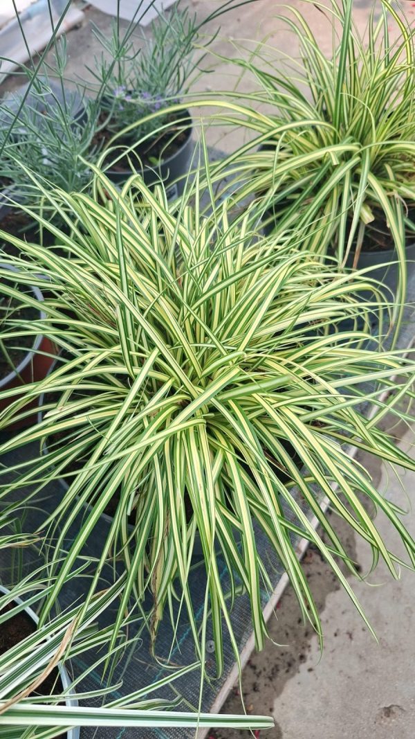 Carex oshimensis Evergold Carex Oshimensis Evergold