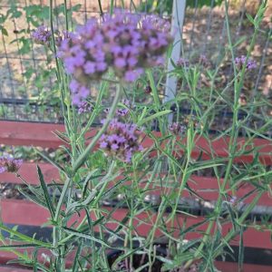 Verbena Bonariensis 1m