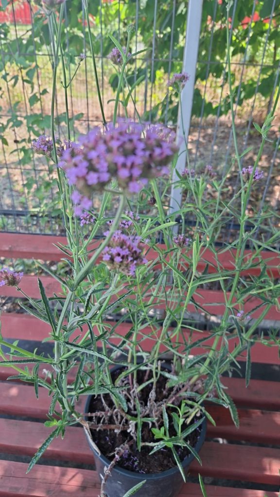 Verbena Bonariensis 1m