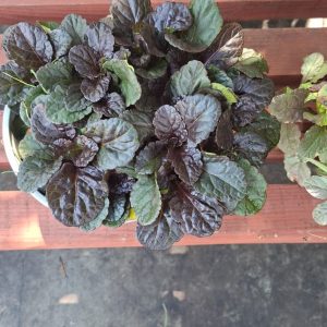 Ajuga Reptans urgundy Glow