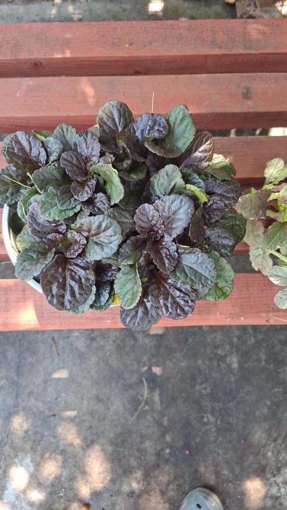 Ajuga Reptans urgundy Glow
