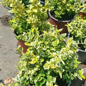 Euonymus Gaiety Gold